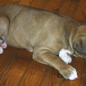 Missy @ 6 weeks old