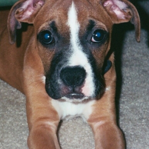 Ginger Baby