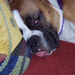 Roxie