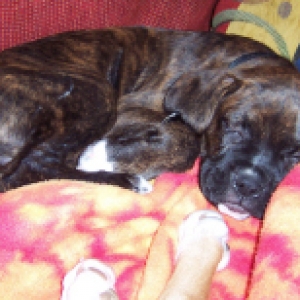 Baxter Sleeping