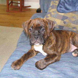 Boomer_-_King_of_the_couch