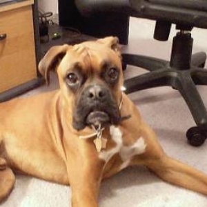 Ace - Busy Office