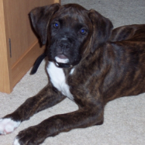 Baxter