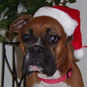 Layla-X-mas 2003