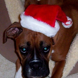 Layla-Santa Hat 2003