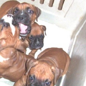 baby Bella w/ sister & brothers