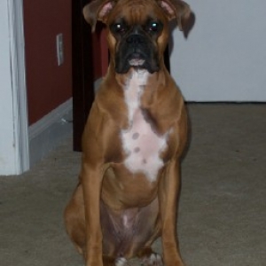 Bella sitting pretty for picture.