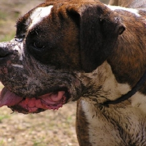 Here's mud in your face!