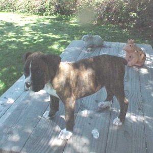 8 Week Old Moxie at breeders