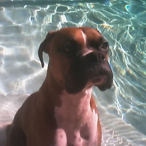 Please give me that toy, now!