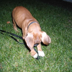 Listen, Leash? I Don?t Like You!!