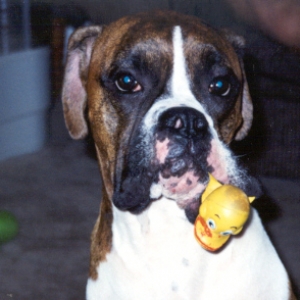 Sargie loves his rubber duck