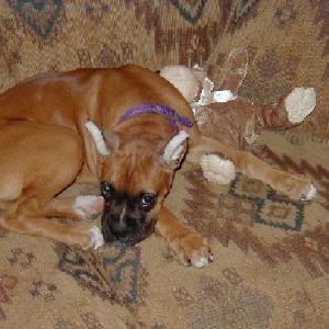 Cinnamons Ears