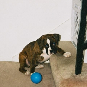 Our boxer at 10 weeks