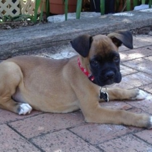 10 weeks old