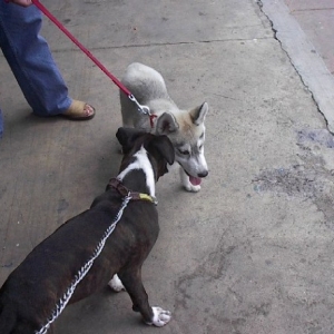 boozer and husky