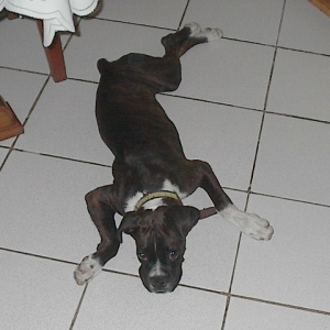 the pose