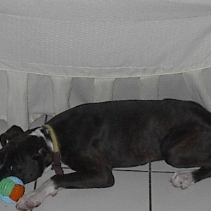 ball playing