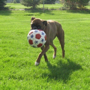 Haha, my ball!