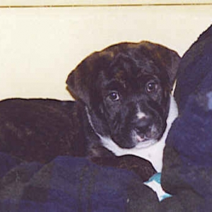 Tyson_the_wonder_dog_1