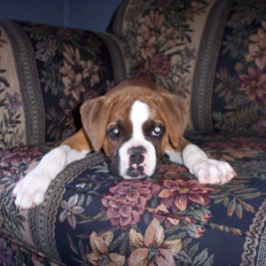 3 months old