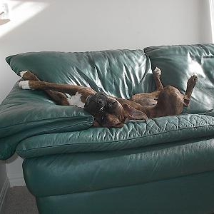 Lounging Boxer