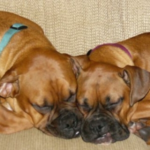 Lucy & Rascal Inseparable