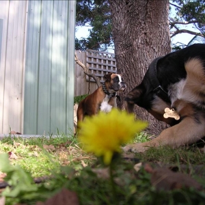 Caillie having a scratch