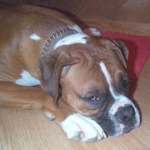 Me sleepy...........zzzzzz