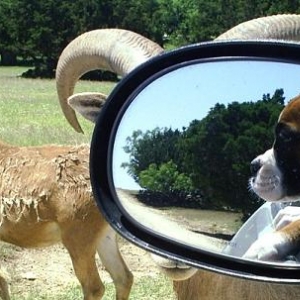 Tasha looking at the animals