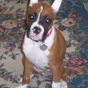 I got horns.. moo.. moo