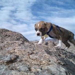 Banjo The Super Hound