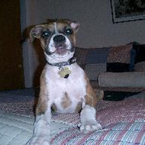 Banjo barking at the camera