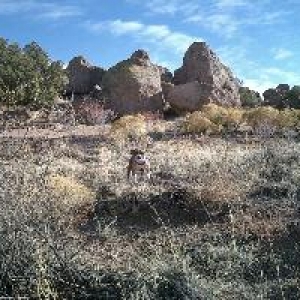 Banjo at city of rocks state park, NM