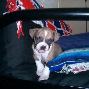 Sweet Boy Banjo 8 weeks