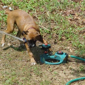 Thirsty Puppy