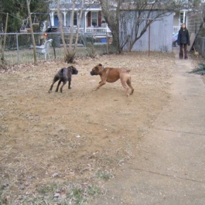 running around the yard