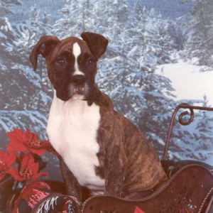 Christmas Picture