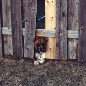 Emily - Sneaking back into the yard