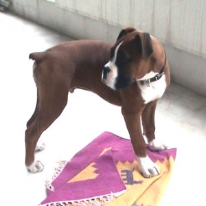 16 weeks
