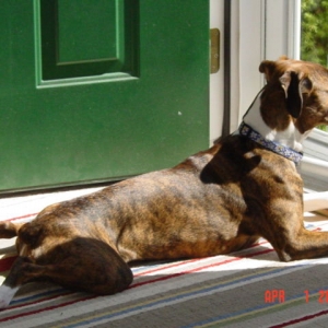Watching over the neighborhood...a favorite pasttime of Sadies