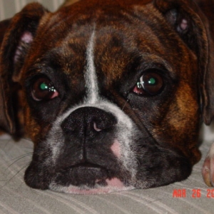 How can you say no to those eyes?