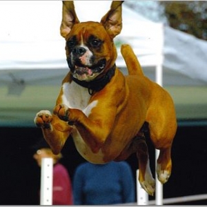 Flying Boxer