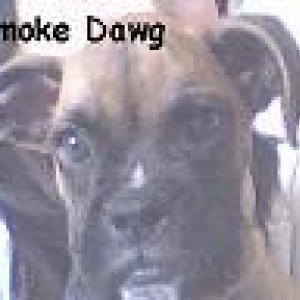 ~Senor Smoke~