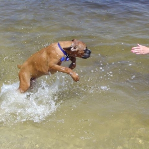 Brody Swimming