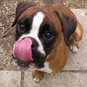 Igor's big face