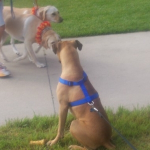 SPCA Wag N Walk
