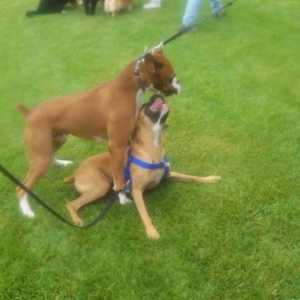 SPCA WagNWalk 2