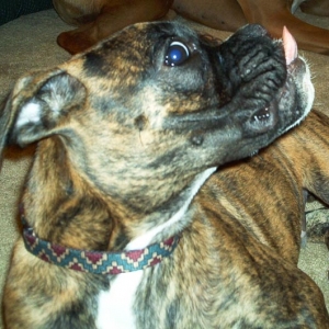 Apollo_4_months_old_what_is_next