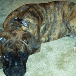 Apollo_4mnths